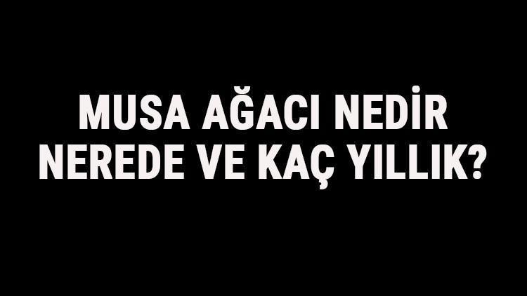 Musa Ağacı Nedir, Nerede Ve Kaç Yıllık? Musa Ağacı Özellikleri Ve Hikayesi