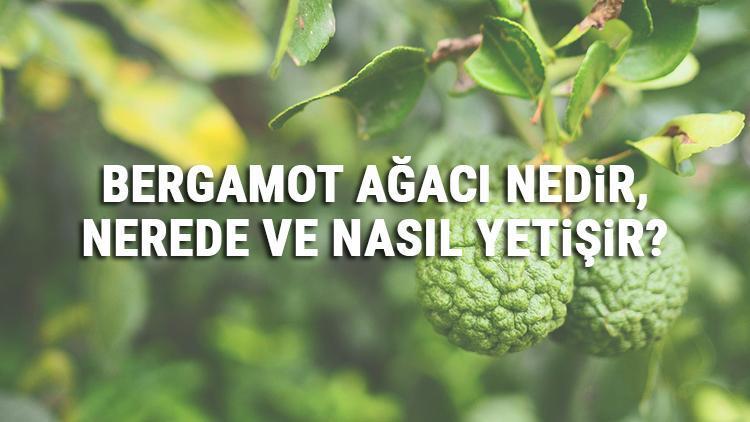 Bergamot Ağacı Nedir, Nerede Ve Nasıl Yetişir? Bergamot Ağacı Özellikleri, Bakımı Ve Faydaları Hakkında Bilgi