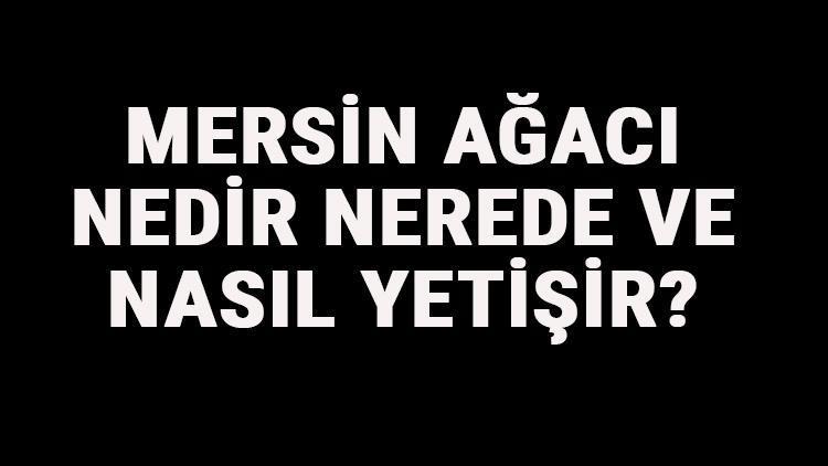 Mersin Ağacı Nedir, Nerede Ve Nasıl Yetişir Mersin Ağacı Özellikleri, Bakımı Ve Faydaları Hakkında Bilgi