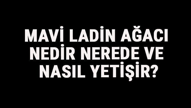 Mavi Ladin Ağacı Nedir, Nerede Ve Nasıl Yetişir Mavi Ladin Ağacı Özellikleri, Bakımı Ve Faydaları Hakkında Bilgi