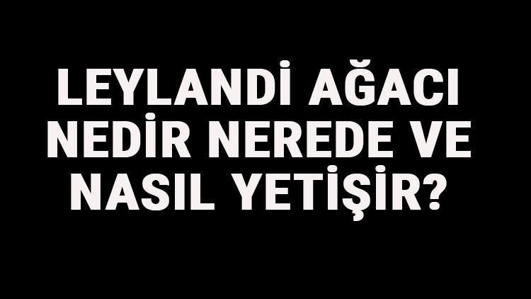 Leylandi Ağacı Nedir, Nerede Ve Nasıl Yetişir Leylandi Ağacı Özellikleri, Bakımı Ve Faydaları Hakkında Bilgi