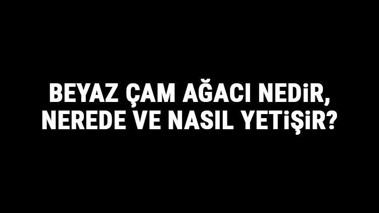 Beyaz Çam Ağacı Nedir, Nerede Ve Nasıl Yetişir Beyaz Çam Ağacı Özellikleri, Bakımı Ve Faydaları Hakkında Bilgi