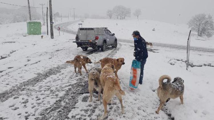Karda yiyecek bulmakta zorlanan köpekler için mama bırakıldı