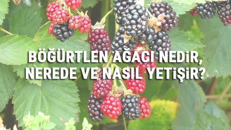 Böğürtlen Ağacı Nedir, Nerede Ve Nasıl Yetişir Böğürtlen Ağacı Özellikleri, Bakımı Ve Faydaları Hakkında Bilgi