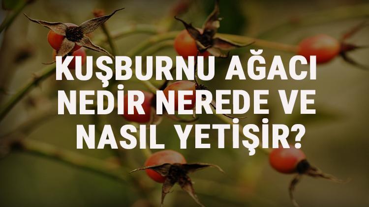 Kuşburnu Ağacı Nedir, Nerede Ve Nasıl Yetişir Kuşburnu Ağacı Özellikleri, Bakımı Ve Faydaları Hakkında Bilgi