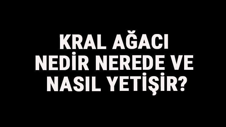 Kral Ağacı Nedir, Nerede Ve Nasıl Yetişir? Kral Ağacı Özellikleri, Bakımı Ve Faydaları Hakkında Bilgi