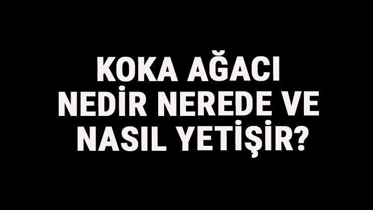 Koka Ağacı Nedir, Nerede Ve Nasıl Yetişir? Koka Ağacı Özellikleri, Bakımı Ve Faydaları Hakkında Bilgi