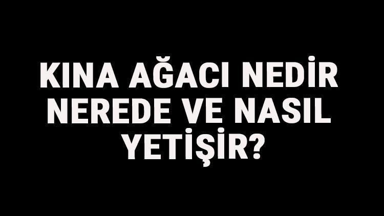 Kına Ağacı Nedir, Nerede Ve Nasıl Yetişir? Kına Ağacı Özellikleri, Bakımı Ve Faydaları Hakkında Bilgi