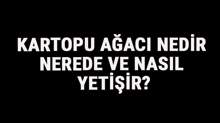 Kartopu Ağacı Nedir, Nerede Ve Nasıl Yetişir? Kartopu Ağacı Özellikleri, Bakımı Ve Faydaları Hakkında Bilgi