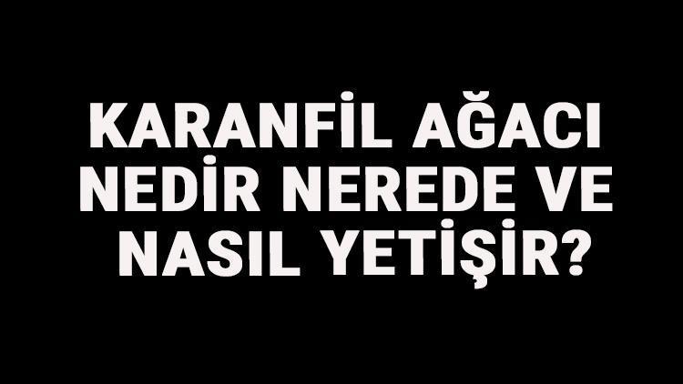 Karanfil Ağacı Nedir, Nerede Ve Nasıl Yetişir? Karanfil Ağacı Özellikleri, Bakımı Ve Faydaları Hakkında Bilgi