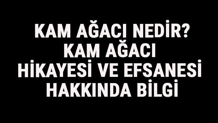 Kam Ağacı Nedir? Kam Ağacı Hikayesi Ve Efsanesi Hakkında Bilgi