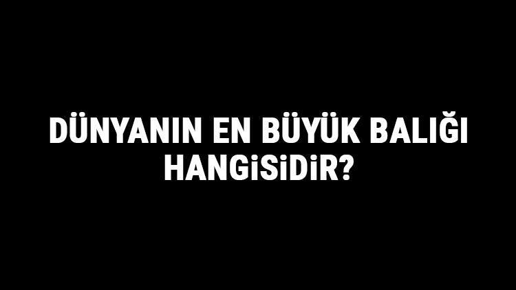 Dünyanın En Büyük Balığı Hangisidir En Büyük Balık Türleri Ve Özellikleri