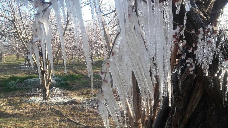 Meteorolojiden 5 il için zirai don uyarısı