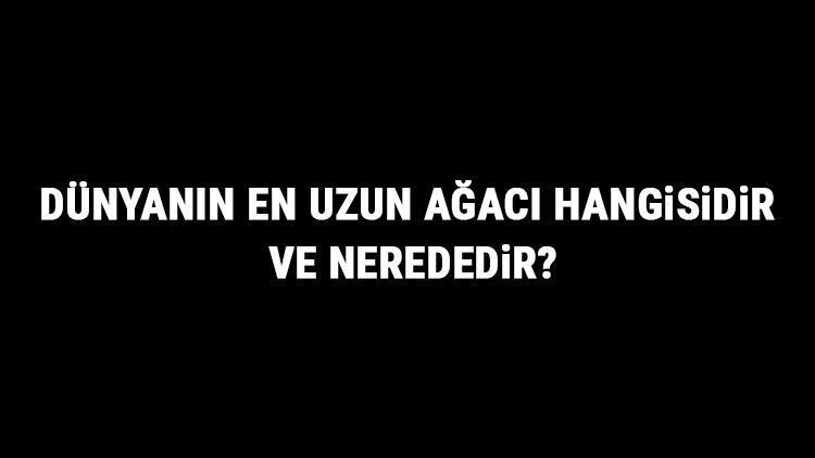 Dünyanın En Uzun Ağacı Hangisidir Ve Nerededir Dünyanın En Uzun Ağaçları Ve Özellikleri