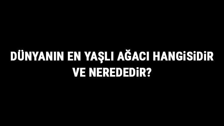 Dünyanın En Yaşlı Ağacı Hangisidir Ve Nerededir Dünyanın En Yaşlı Ağacının Yaşı Ve Özellikleri