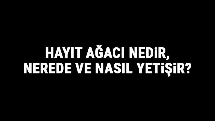 Hayıt Ağacı Nedir, Nerede Ve Nasıl Yetişir? Hayıt Ağacı Özellikleri, Bakımı Ve Faydaları Hakkında Bilgi