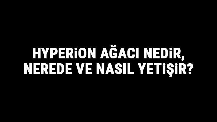 Hyperion Ağacı Nedir, Nerede Ve Nasıl Yetişir Hyperion Ağacı Özellikleri, Bakımı Ve Faydaları Hakkında Bilgi