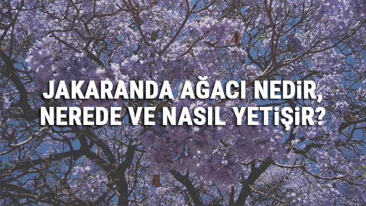 Jakaranda Ağacı Nedir, Nerede Ve Nasıl Yetişir? Jakaranda Ağacı Özellikleri, Bakımı Ve Faydaları Hakkında Bilgi