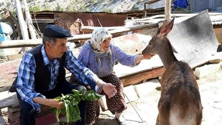 Ormandan indi köye