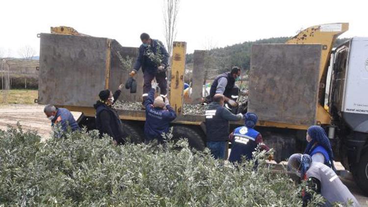 Keşan’da 1 milyon lavanta fidesi ile 200 bin zeytin ve badem fidanı ücretsiz dağıtılacak