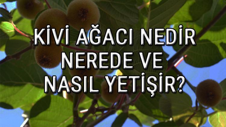 Kivi Ağacı Nedir, Nerede Ve Nasıl Yetişir Kivi Ağacı Özellikleri, Bakımı Ve Faydaları Hakkında Bilgi