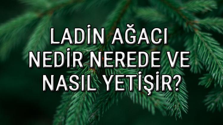 Ladin Ağacı Nedir, Nerede Ve Nasıl Yetişir? Ladin Ağacı Özellikleri, Bakımı Ve Faydaları Hakkında Bilgi