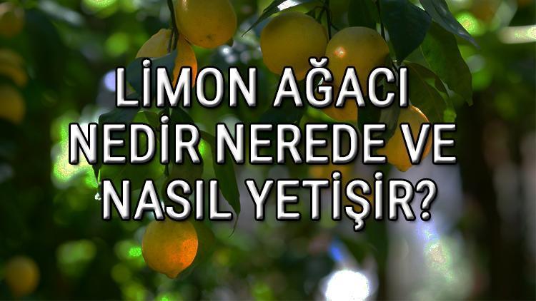 Limon Ağacı Nedir, Nerede Ve Nasıl Yetişir? Limon Ağacı Özellikleri, Bakımı Ve Faydaları Hakkında Bilgi