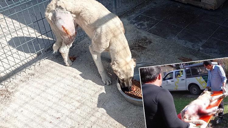 Otomobilin çarptığı köpek sokak köpeği, tedaviye alındı