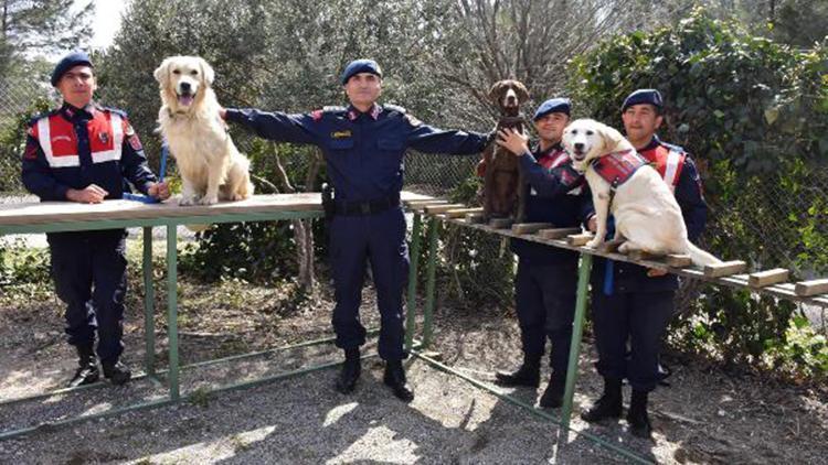 Jandarmanın köpekleri eğitimde
