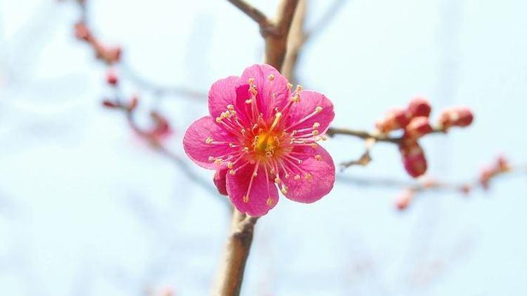 Nisan ayı ile ilgili sözler… Ünlü şairlerimizin ilkbahar şiirleri