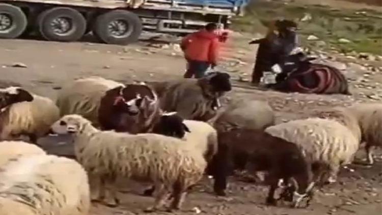 Eşeğini döven çobana bin 33 TL para cezası