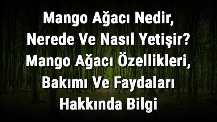 Mango Ağacı Nedir, Nerede Ve Nasıl Yetişir? Mango Ağacı Özellikleri, Bakımı Ve Faydaları Hakkında Bilgi