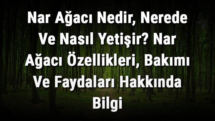 Nar Ağacı Nedir, Nerede Ve Nasıl Yetişir Nar Ağacı Özellikleri, Bakımı Ve Faydaları Hakkında Bilgi