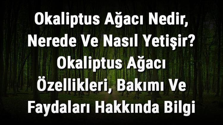 Okaliptus Ağacı Nedir, Nerede Ve Nasıl Yetişir Okaliptus Ağacı Özellikleri, Bakımı Ve Faydaları Hakkında Bilgi