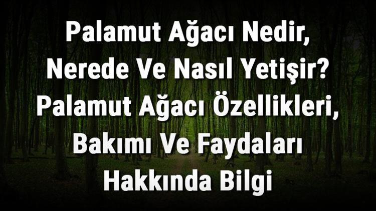 Palamut Ağacı Nedir, Nerede Ve Nasıl Yetişir? Palamut Ağacı Özellikleri, Bakımı Ve Faydaları Hakkında Bilgi