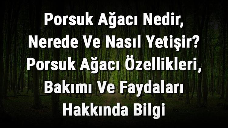 Porsuk Ağacı Nedir, Nerede Ve Nasıl Yetişir Porsuk Ağacı Özellikleri, Bakımı Ve Faydaları Hakkında Bilgi