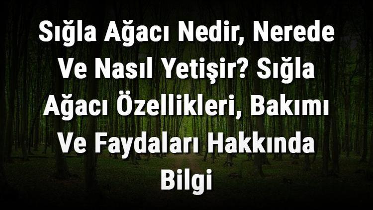 Sığla Ağacı Nedir, Nerede Ve Nasıl Yetişir? Sığla Ağacı Özellikleri, Bakımı Ve Faydaları Hakkında Bilgi