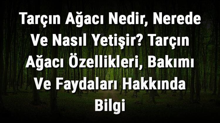 Tarçın Ağacı Nedir, Nerede Ve Nasıl Yetişir Tarçın Ağacı Özellikleri, Bakımı Ve Faydaları Hakkında Bilgi