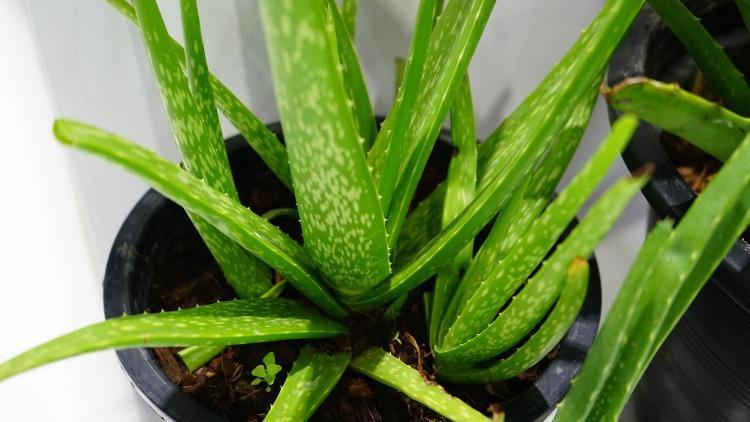 Aloe vera nedir, nasıl çoğaltılır Evde aloe vera bakımı