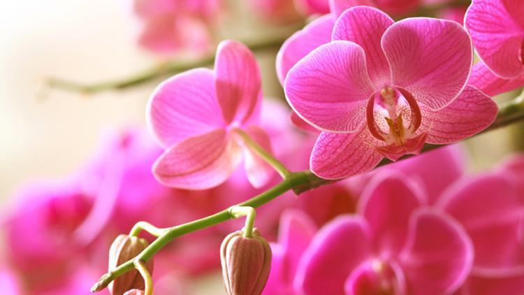 Orkide Bakımı Nasıl Yapılır? İşte Orkide Sulama ve Çoğaltmanın Püf Noktaları