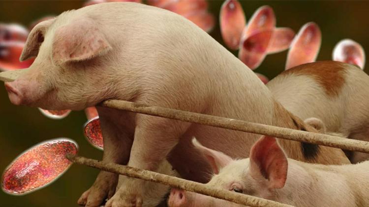 Çin’de bir çiftlikte Afrika domuz vebası tespit edildi