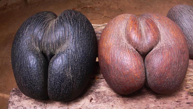 Meyve vermesi 50 yıl sürüyor... Dünyanın en büyük tohumu coco de merden 8000 bin tane kaldı