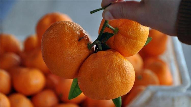 Narenciye ihracatında yılın ilk çeyreğinde mandalina ve limon öne çıktı