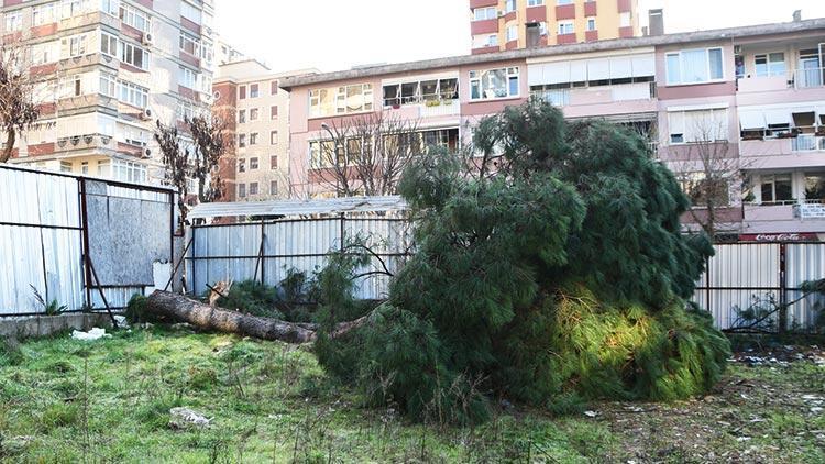 Asırlık ağaçları kesen firma 40 ağaçla kurtuldu