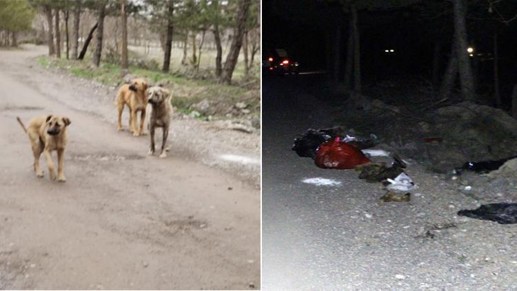 Damar yolu açık halde ölü bulunan 30 köpek için suç duyurusu