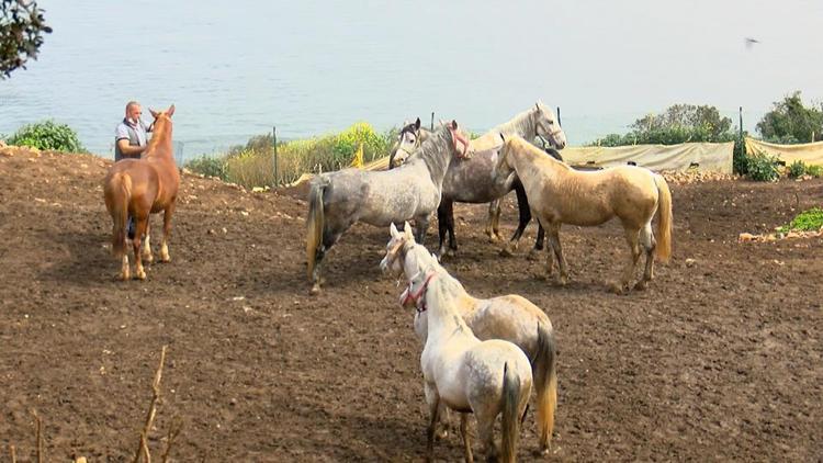 İstanbul’un atlarına Altındağ talip oldu