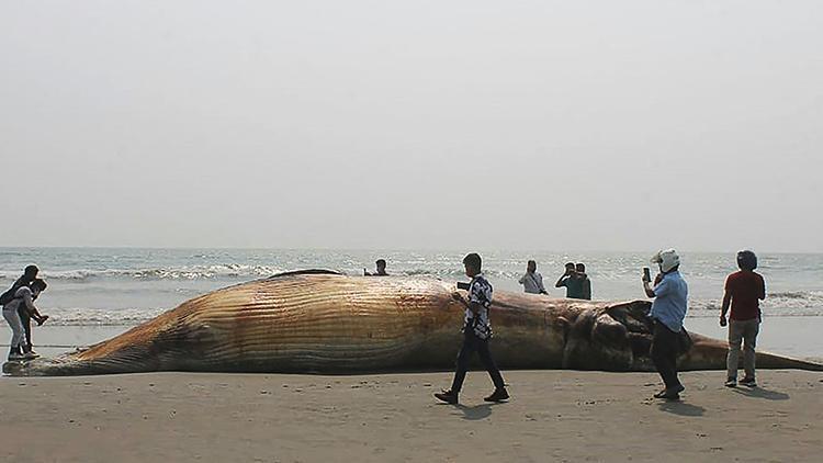 13 metrelik ölü balina kıyıya vurdu