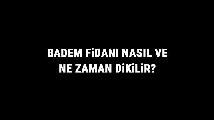 Badem Fidanı Nasıl Ve Ne Zaman Dikilir? Badem Fidanı Yetiştirme, Bakımı Ve Fiyatları