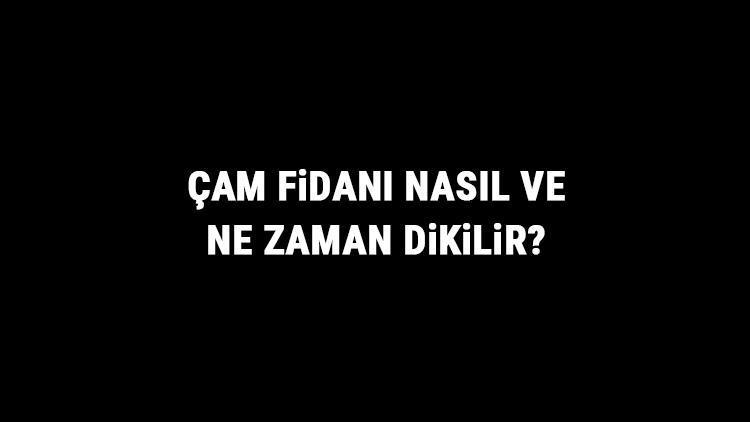 Çam Fidanı Nasıl Ve Ne Zaman Dikilir? Çam Fidanı Yetiştirme, Bakımı Ve Fiyatları