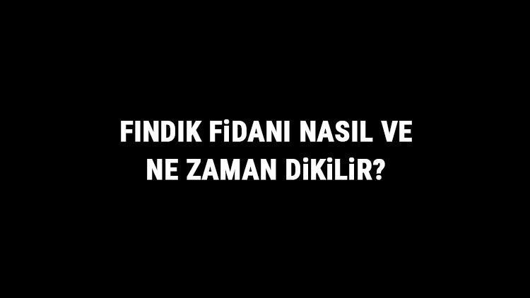 Fındık Fidanı Nasıl Ve Ne Zaman Dikilir Fındık Fidanı Yetiştirme, Bakımı Ve Fiyatları